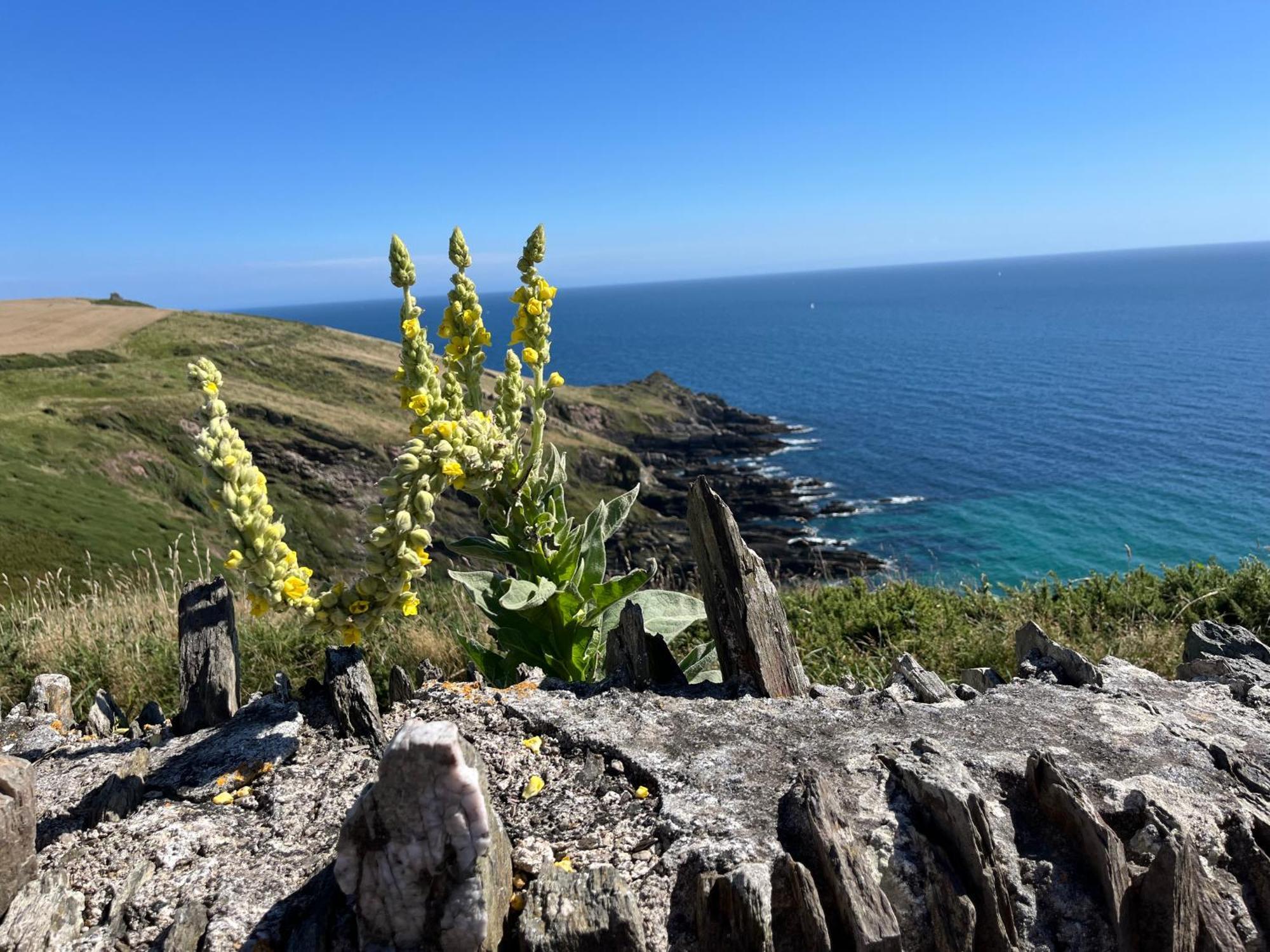 Pilchards Cottage Noss Mayo エクステリア 写真